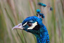 09-7085 Closeup of the Head of a Male Peacock (Pavo cristatus)